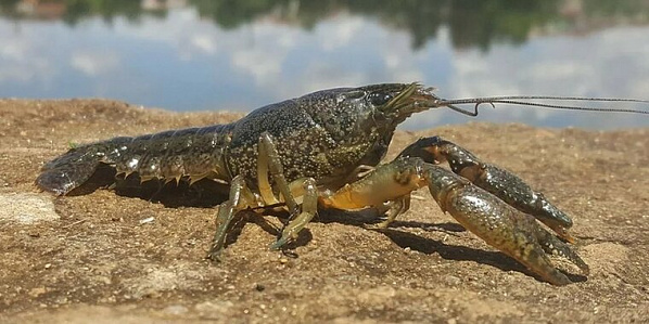Промысловые запасы раков продолжают сокращаться