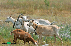 Через тернии... к сыру