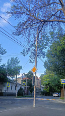 09 08 2024 Деревья – это хорошо, но…