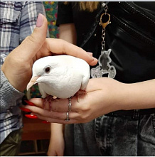 Красный Крест - на "Сосновой даче"