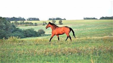 Всероссийское казачье общество и Федерация конного спорта России заключили соглашение о сотрудничестве