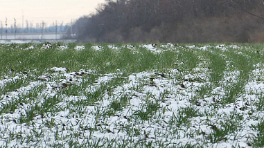 В Ростовской области озимые взошли на 99% засеянных площадей