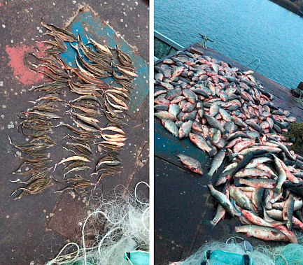 Браконьеры со стерлядью поплатятся за урон биоресурсам и попытку сбежать от пограничников