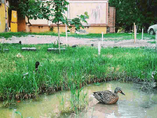 Семья диких уток поселилась в луже возле ростовской многоэтажки