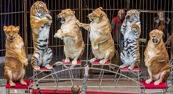 В Ростовской области могут запретить цирк с животными