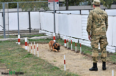 Собаки свое дело знают