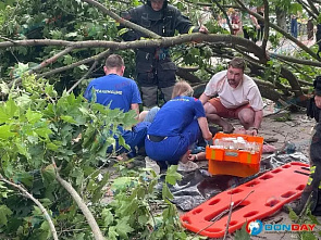 При падении большого дерева в Ростове пострадала девушка