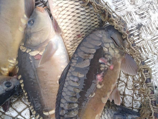 Из Ростовской области на Украину не выпустили избитую рыбу