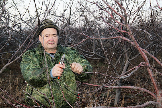 Владимир КОСОВ: «Грамотной обрезкой можно заставить растение цвести и плодоносить в очень молодом возрасте, а неразумная обрезка может даже погубить дерево».