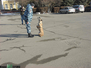 Они «смеются» хвостами