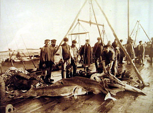 О причинах исчезновения осетровых и других обитателей Дона и Азовского моря