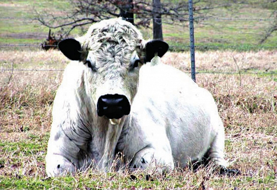 Белый Металлический Бык принесет стабильность и покой
