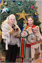 Кошки-крошки и добрые дела