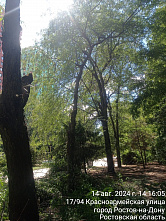 В центре донской столицы сделали опиловку проблемных деревьев