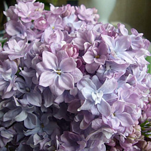 Зерноградская сирень