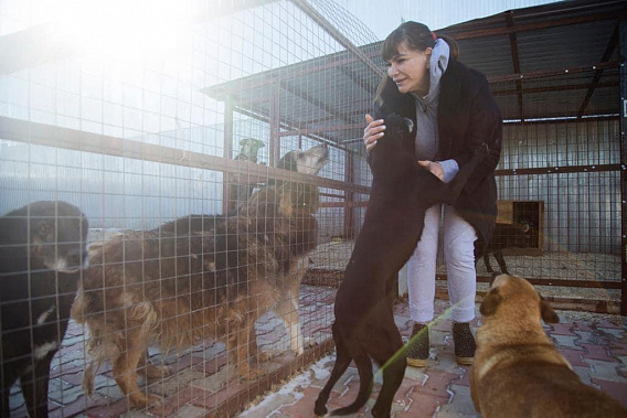 Снова — о безнадзорных животных...