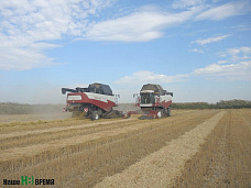 Убирают белое зерно