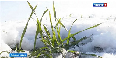 Донские ученые предупреждают о возросшей вероятности заморозков, возникающих поздней весной и опасных для посевов зерновых культур  