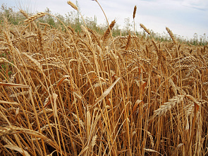 На этой неделе на Дону начнется уборка хлеба