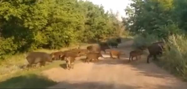 Жителей Тацинского района атакуют кабаны