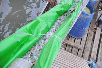 Ростовская АЭС выпустила в Цимлянское водохранилище почти полмиллиона мальков рыбы