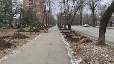 Собственница земельного участка на Зелёной в Ростове высадила 14 новых деревьев на проспекте Сельмаш