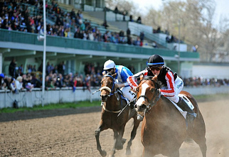 На ипподроме начали принимать ставки
