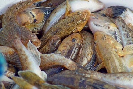 Период замора в Азовском море завершен