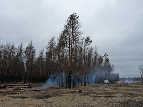 Лес спит – работа кипит
