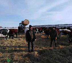 Пастбище – под плуг, коров – под нож?