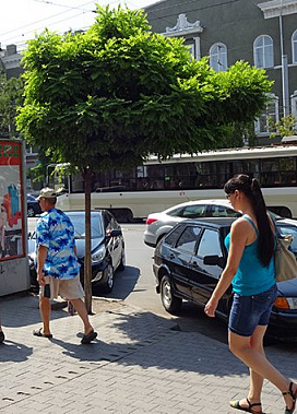 Лысый город и работящие дендрологи