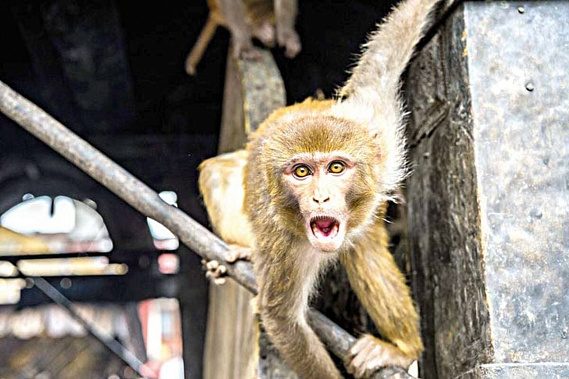 Вспышка оспы обезьян не грозит пандемией