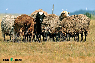 Через тернии... к сыру
