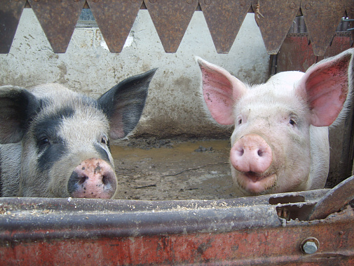 Контролеры обнаружили чудо-мясо - говядину, выработанную из … свинины