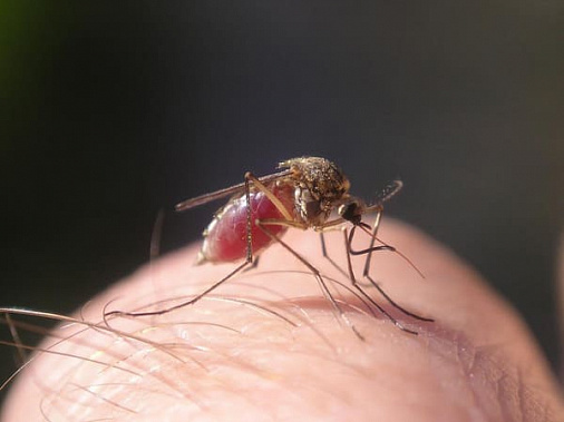 В борьбе с комарами