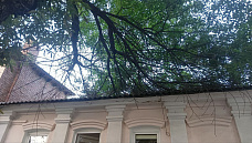 09 08 2024 Деревья – это хорошо, но…