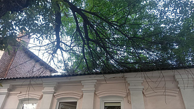 09 08 2024 Деревья – это хорошо, но…