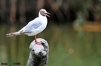 Как зоопарк Ростова пережил пандемию