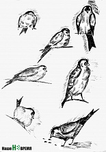 «Смотри со мной»