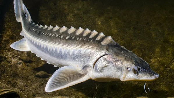 Источник фото: АзНИИРХ.