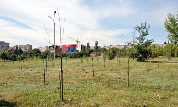 ﻿В Каменске-Шахтинском засохло почти 90% высаженных осенью деревьев
