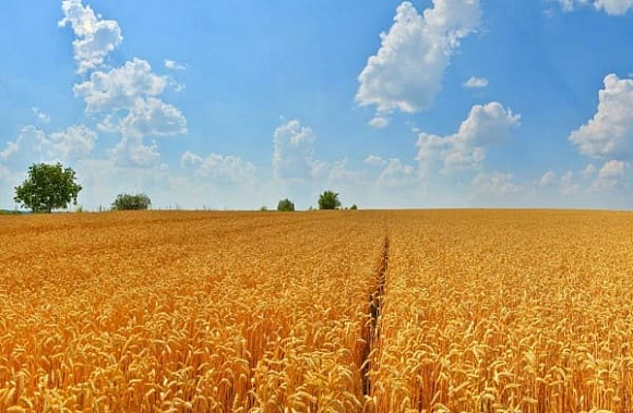Две компании Ростовской области - крупнейшие владельцы сельскохозяйственных земель в стране