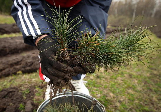 За месяц в лесничествах Дона высадили свыше десяти тысяч деревьев