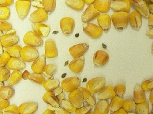 Тысячи тонн семян донской кукурузы оказались заражены амброзией