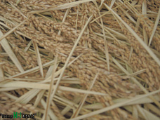 Убирают белое зерно