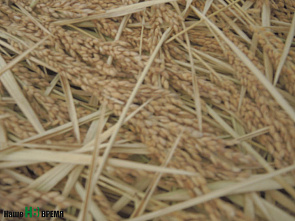 Убирают белое зерно