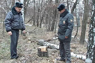 Жителей Ростовской области просят сообщать о лесорубах-нелегалах