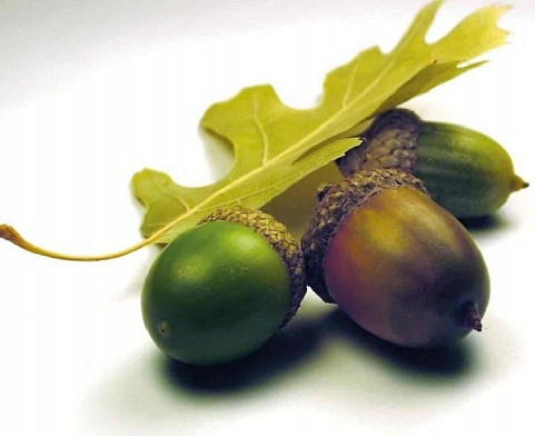 ЖЕЛУДИ ПЕТРА