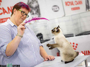 Как кошки-крошки Америку покоряли