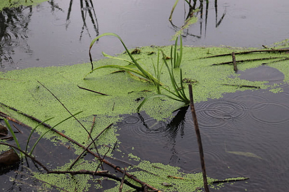 Красносулинцы просят Первый канал спасти реку